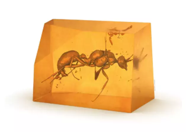 New Miocene amber ants from Ethiopia in the collection  of the Museum of Amber Inclusions UG