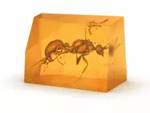Photograph of entire amber piece