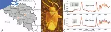 A. Fossil resin sites in Belgium; B. Cativolcus uebruum Szwedo, 2024 (Heteroptera: Miridae: Psallopinae); C. FTIR spectra of amber from Orp-le-Grand and Oise (France)