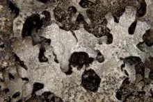 Fig. 1 <em>Cora dalfornoae</em>