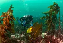 Scuba diver among a kelp forest