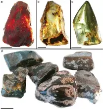 An example of Ethiopian amber chunks. Scale bars A-C = 1 cm and D = 4 cm. (Bouju et al. 2027)
