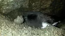 The black-bellied storm-petrel in the nest burrow. Fot. Anne Ausems