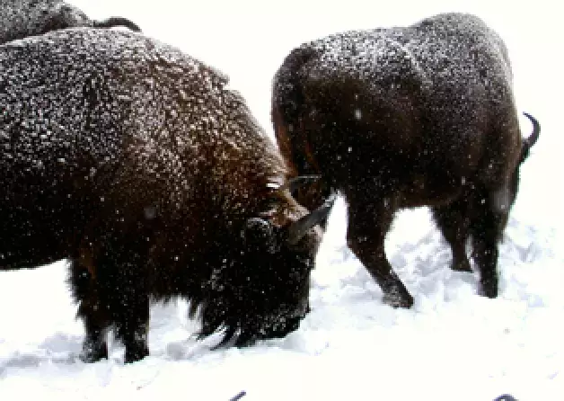 A new European bison parasite for science
