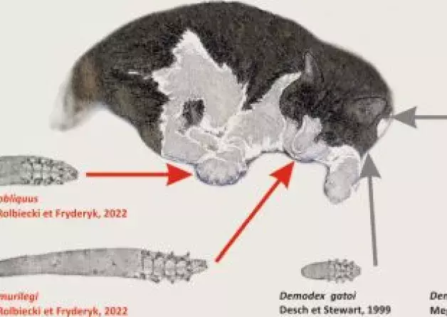 Demodecidae in domestic cat