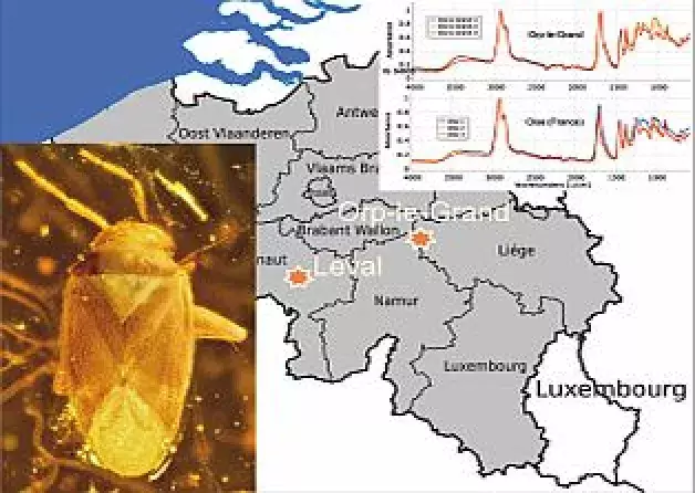 Discovery of Early Eocene amber in Belgium