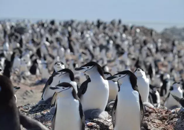 Student Internships at INACH Instituto Antartico…