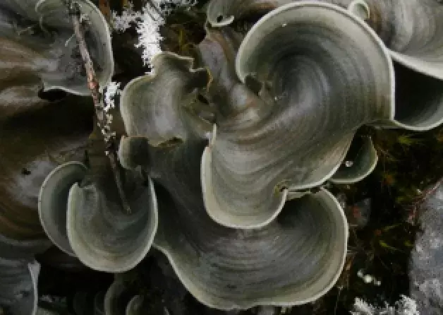 Two species new to science described by a team of researchers from the Laboratory of Lichenology…