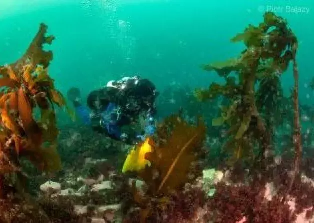 Arctic seabird colony effect on marine benthos described by researchers from Dept. of Vertebrate…