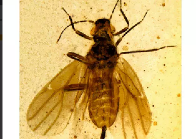A new infraorder of sternorrhynchan bugs described by researchers from the Museum of Amber…