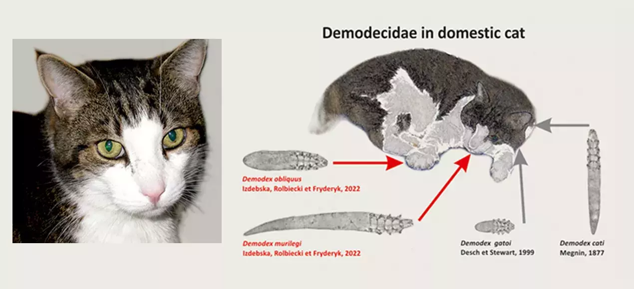 Domestic cat parasite species new to science